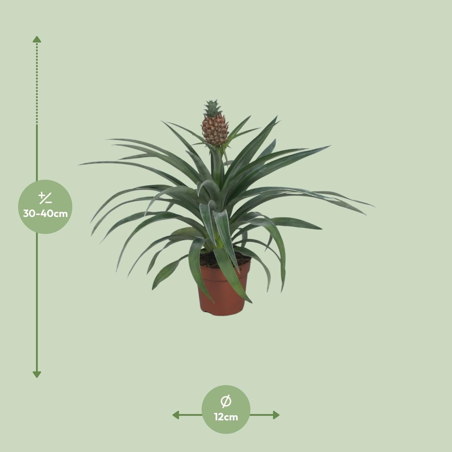 Ananas Mi Amigo – Tropische Zimmerpflanze Ø12cm, 40cm hoch