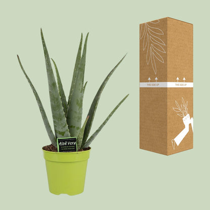Aloe Vera Ø15cm – Pflegeleichte Zimmerpflanze