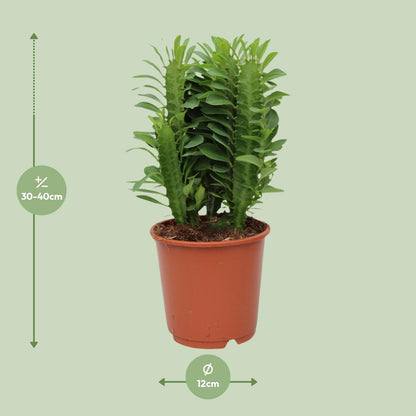 Euphorbia Trigona - Ø12cm - ↕40cm