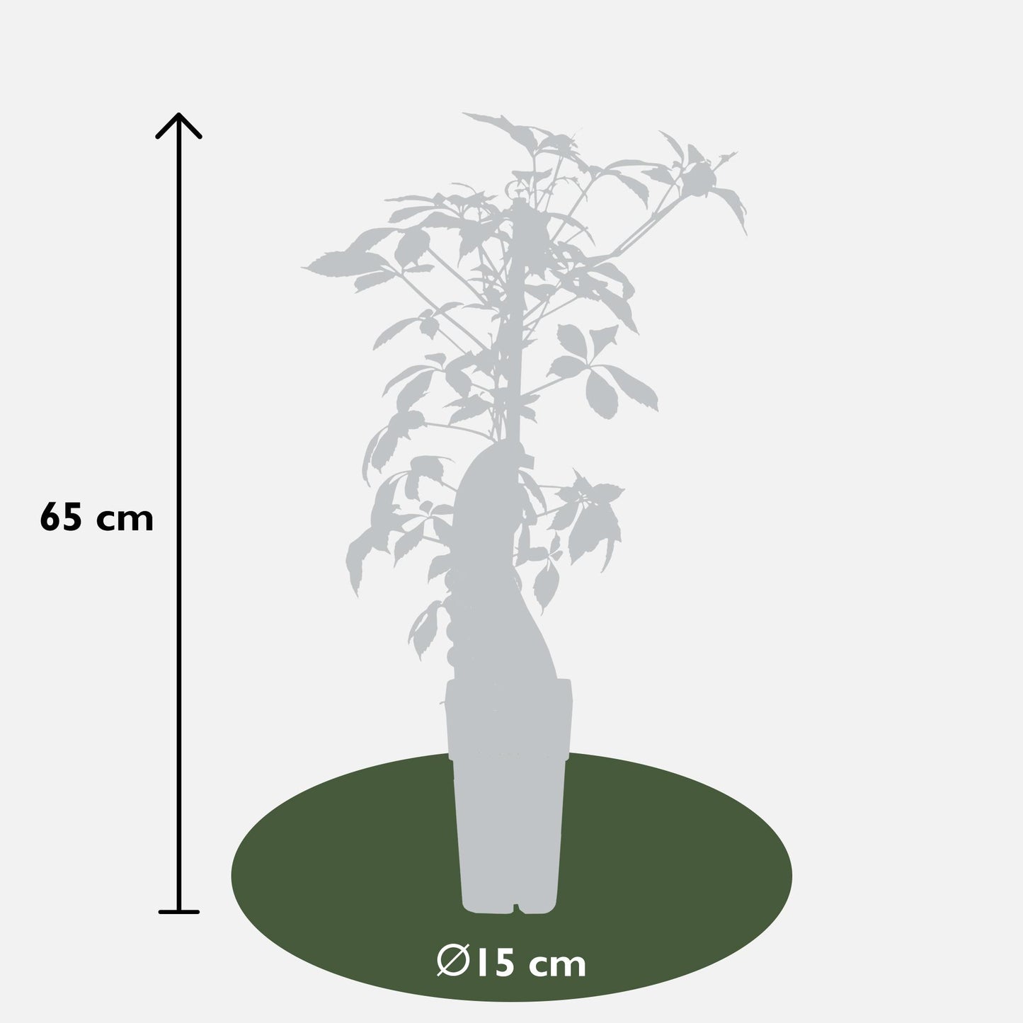Jungfernrebe Henryiana – pflegeleichte Kletterpflanze Ø15cm