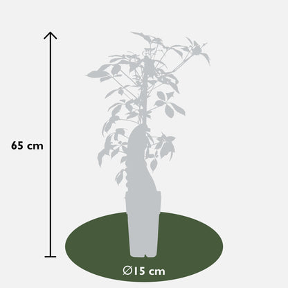 Jungfernrebe Henryiana – pflegeleichte Kletterpflanze Ø15cm