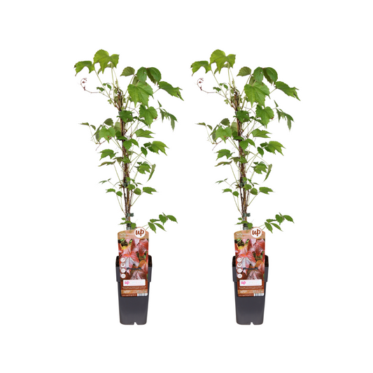 Parthenocissus Tricuspidata Veitch Boskoop – Kletterpflanze im 2er-Set