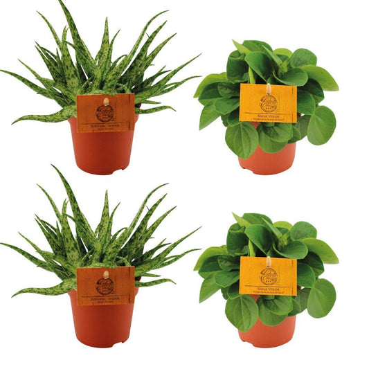 4er Set Aloe Spider & Peperomia Rana Verde Ø10,5cm – Pflegeleicht & Modern