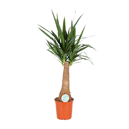 Yucca – pflegeleichte Zimmer- und Gartenpflanze Ø27cm, 120cm hoch