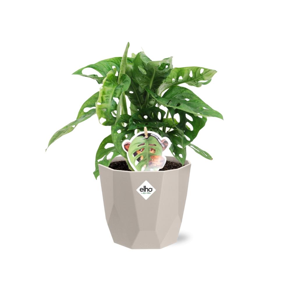 Monstera ‘Monkey Leaf’ in ELHO b.for rock 14 cm warm grey