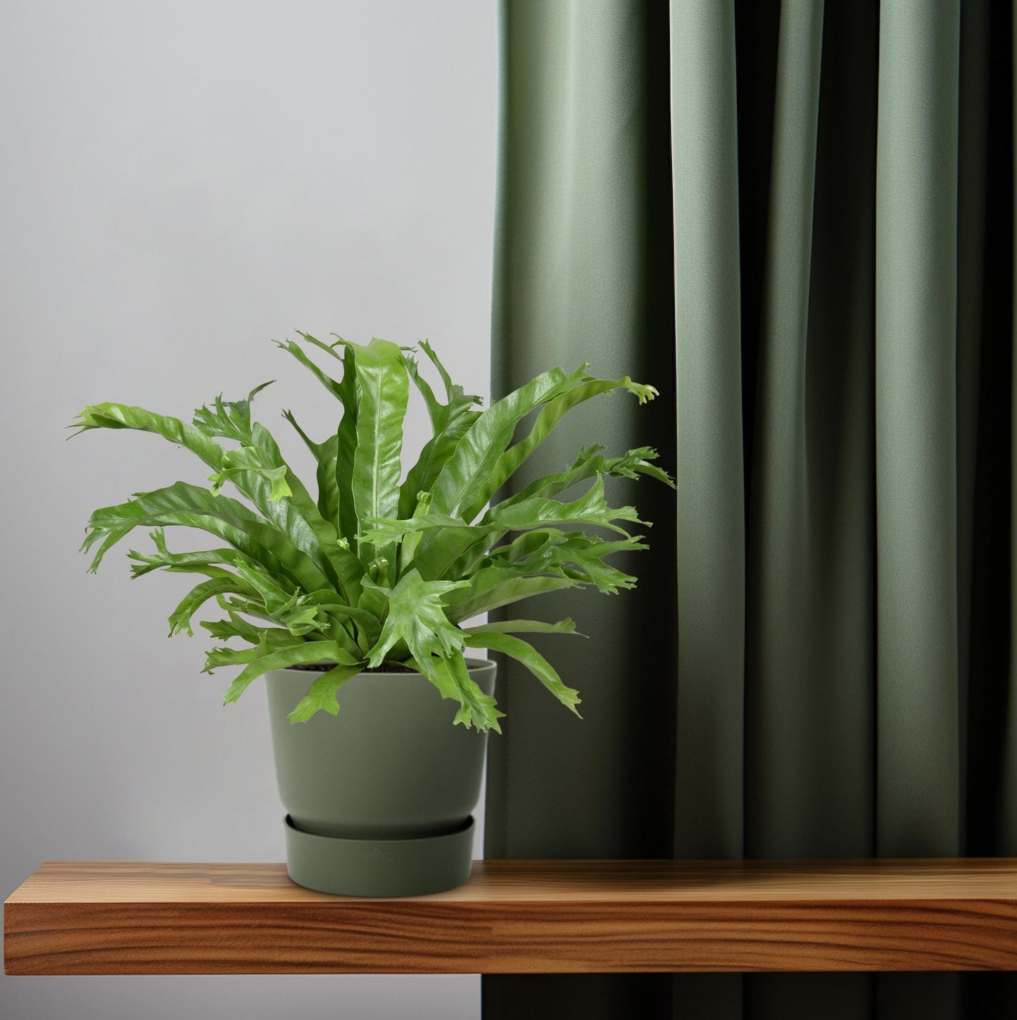Asplenium nidus Crissie – Pflegeleichter Nestfarn Ø17cm