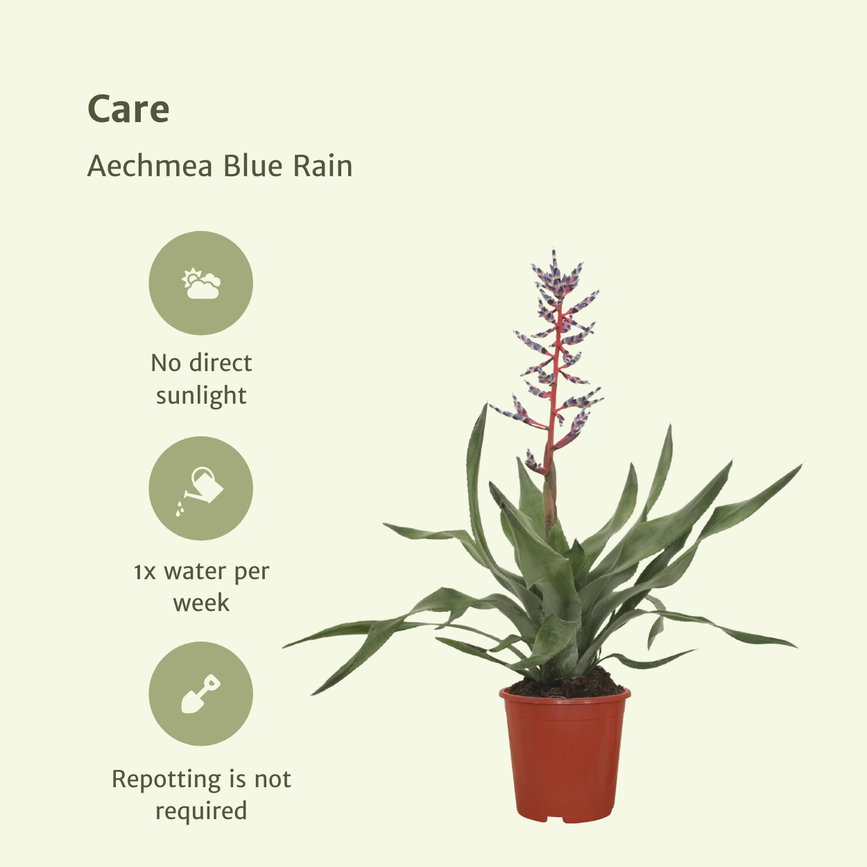 2x Aechmea Blue Rain – Pflegeleichte Tube Bromelie 45cm