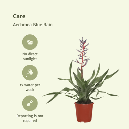 2x Aechmea Blue Rain – Pflegeleichte Tube Bromelie 45cm
