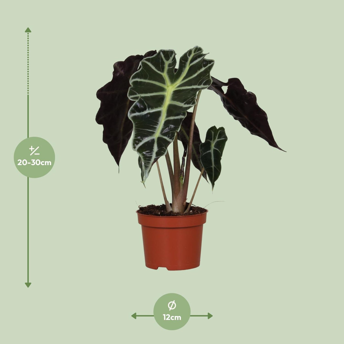 Alocasia Amazonica Polly – Elegante Zimmerpflanze Ø12cm, 30cm hoch