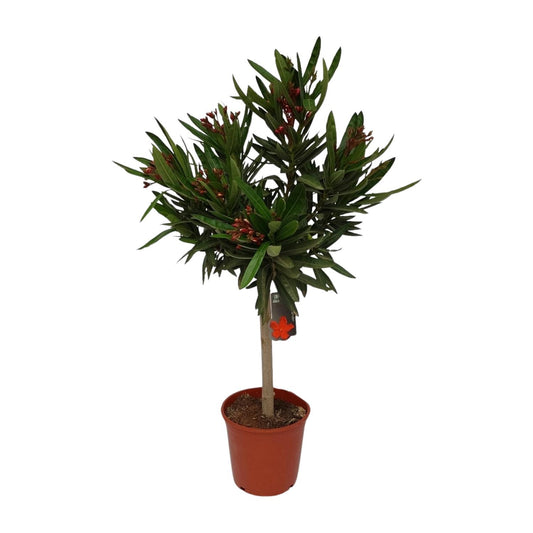 Nerium Oleander Ø20cm – Pflegeleichter Gartenklassiker