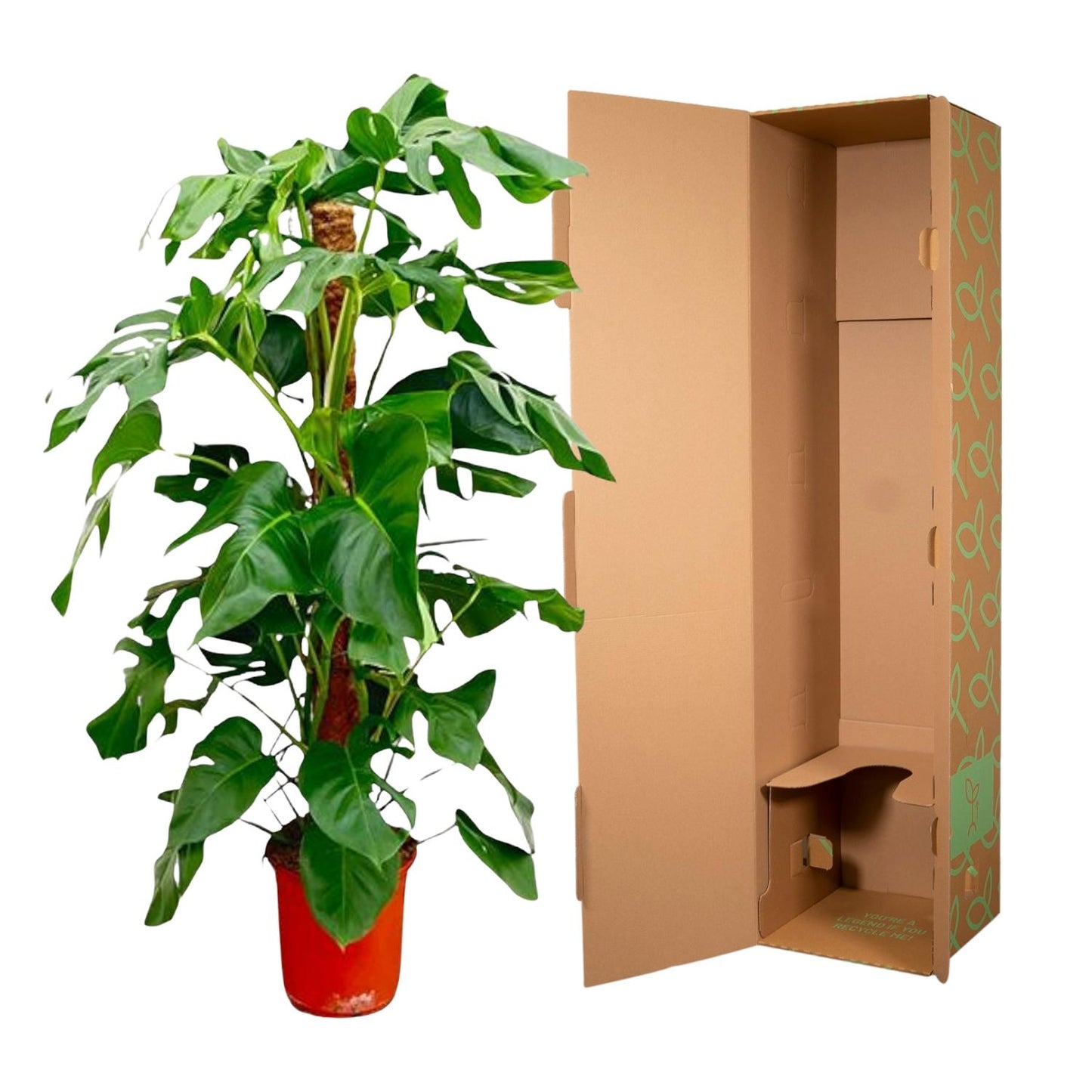 Monstera Pertusum – 120 cm – pflegeleichte Zimmerpflanze