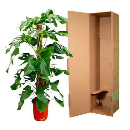 Monstera Pertusum – 120 cm – pflegeleichte Zimmerpflanze
