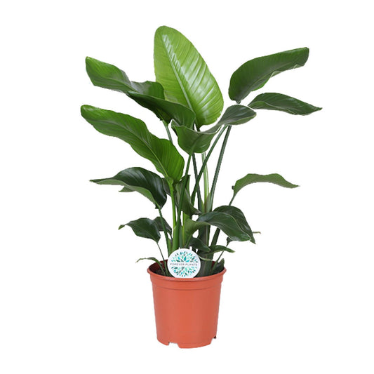 Strelitzia Nicolai – Tropische Paradiesvogelblume Ø21cm