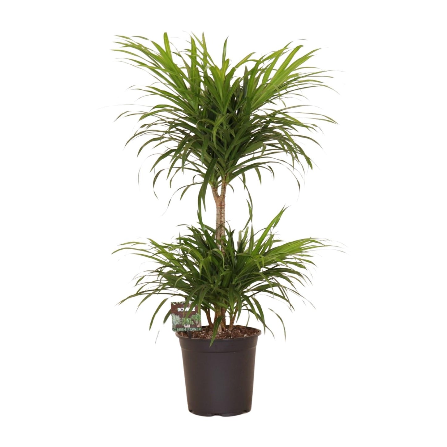 Dracaena Reflexa Anita Variegata – Pflegeleichte Trendpflanze Ø21cm