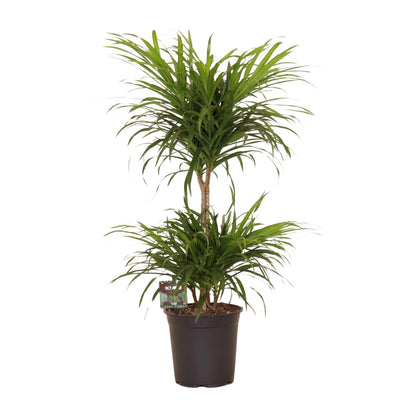 Dracaena Reflexa Anita Variegata – Pflegeleichte Trendpflanze Ø21cm