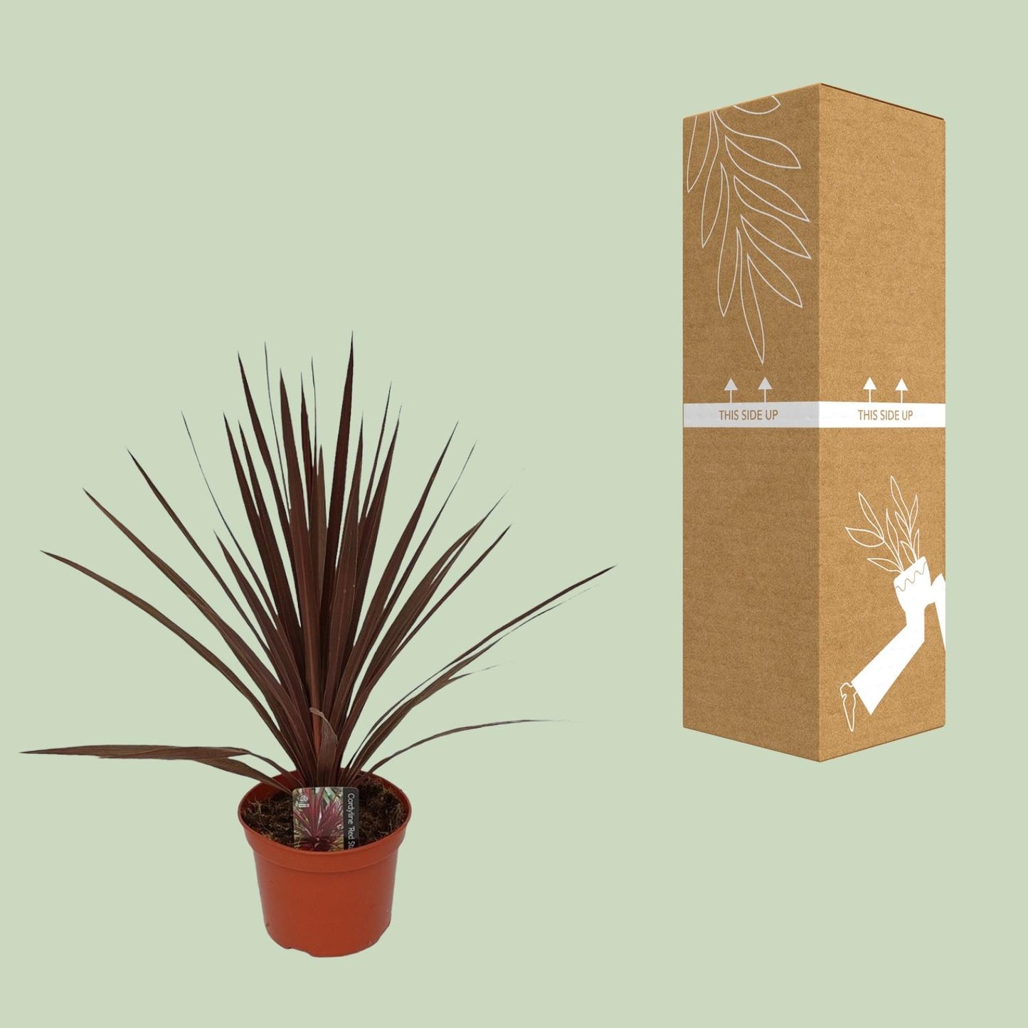 Cordyline Australis Red Star – Tropische Zimmerpflanze Ø17cm