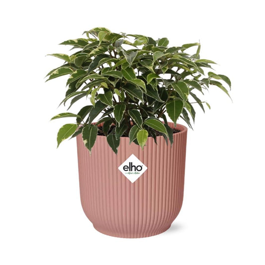 Ficus Benjamina Kinky in ELHO Vibes Fold 14cm rosa – Pflegeleichte luftreinigende Zimmerpflanze