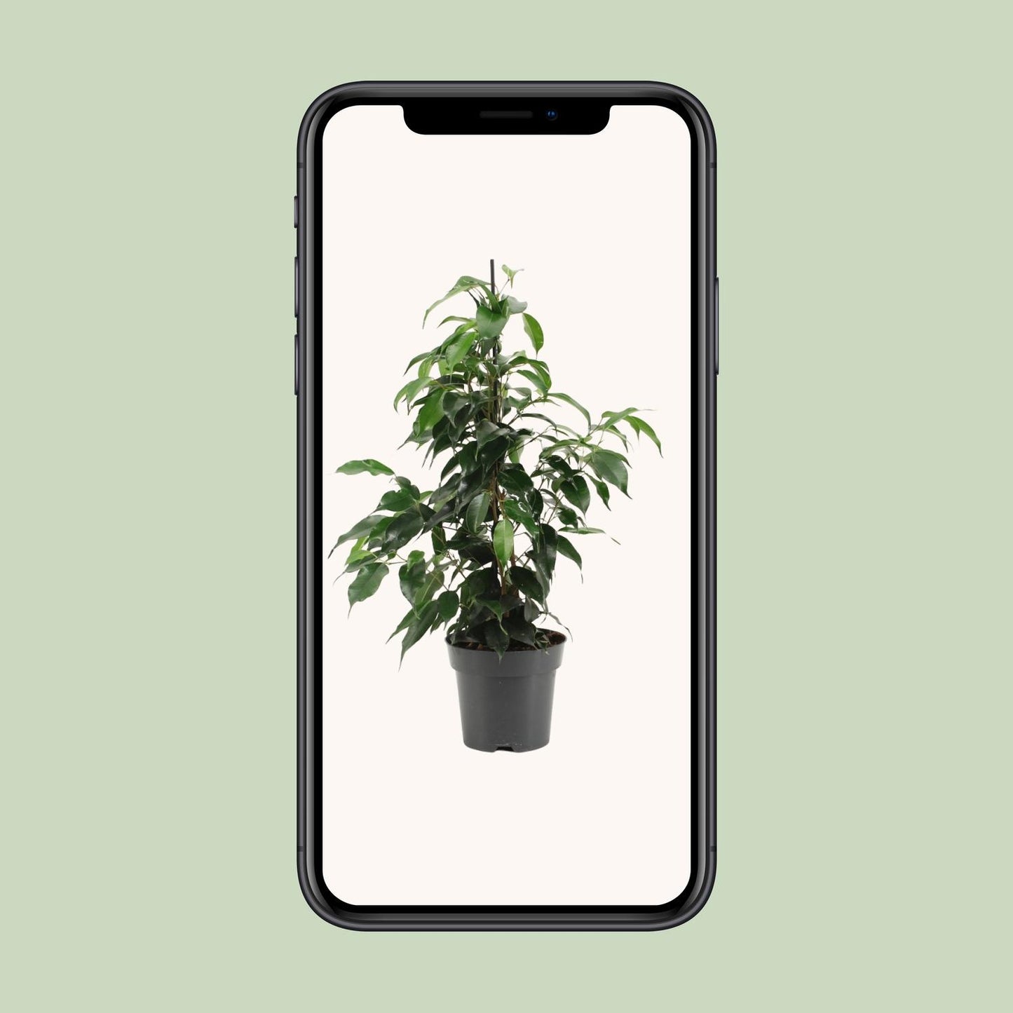 Ficus Benjamina Danielle – Pflegeleichter Zimmerbaum Ø14cm