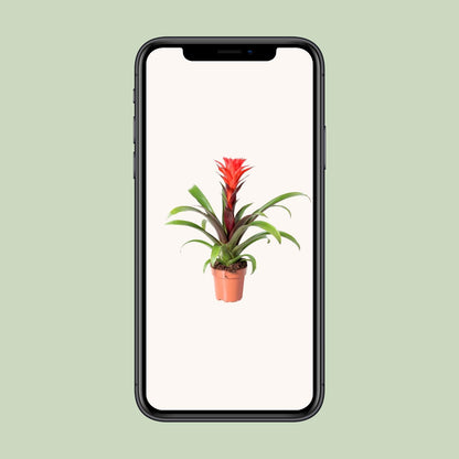 Guzmania Rockyflower Hope – Pflegeleichte Tropische Zimmerpflanze Ø12cm