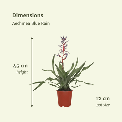 Blauer Lanzenrosettling 45 cm – Pflegeleichte Bromelie