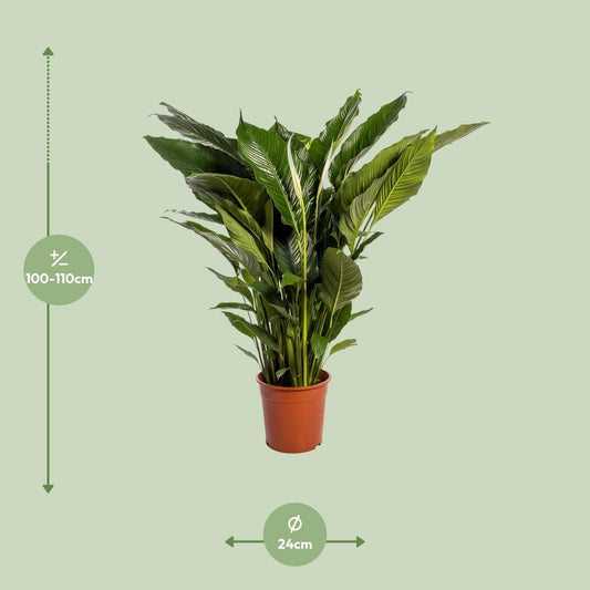 Spathiphyllum Sweet Sebastiano – Pflegeleichte Friedenslilie Ø24cm
