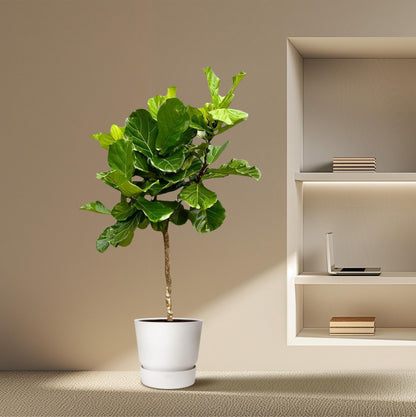 Ficus Lyrata boom XXL – Geigenfeige 200 cm
