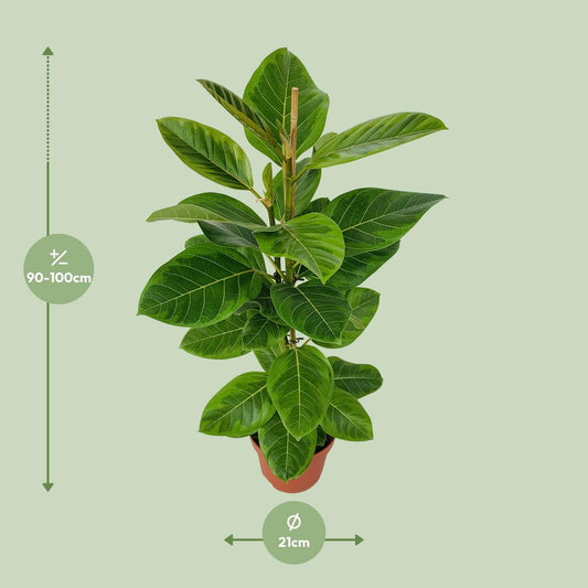 Ficus Benghalensis Roy Ø21cm – Pflegeleichte Zimmerpflanze