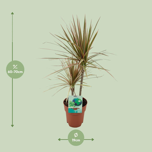 Dracaena Marginata Bicolor – Pflegeleichter Drachenbaum Ø19cm