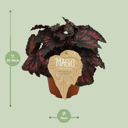 Begonia Rex Etna – Farbenfrohe Zimmerbegonie Ø12 cm