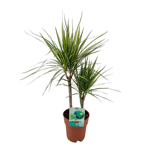 Drachenbaum Marginata Bicolor – 70 cm, pflegeleicht & dekorativ