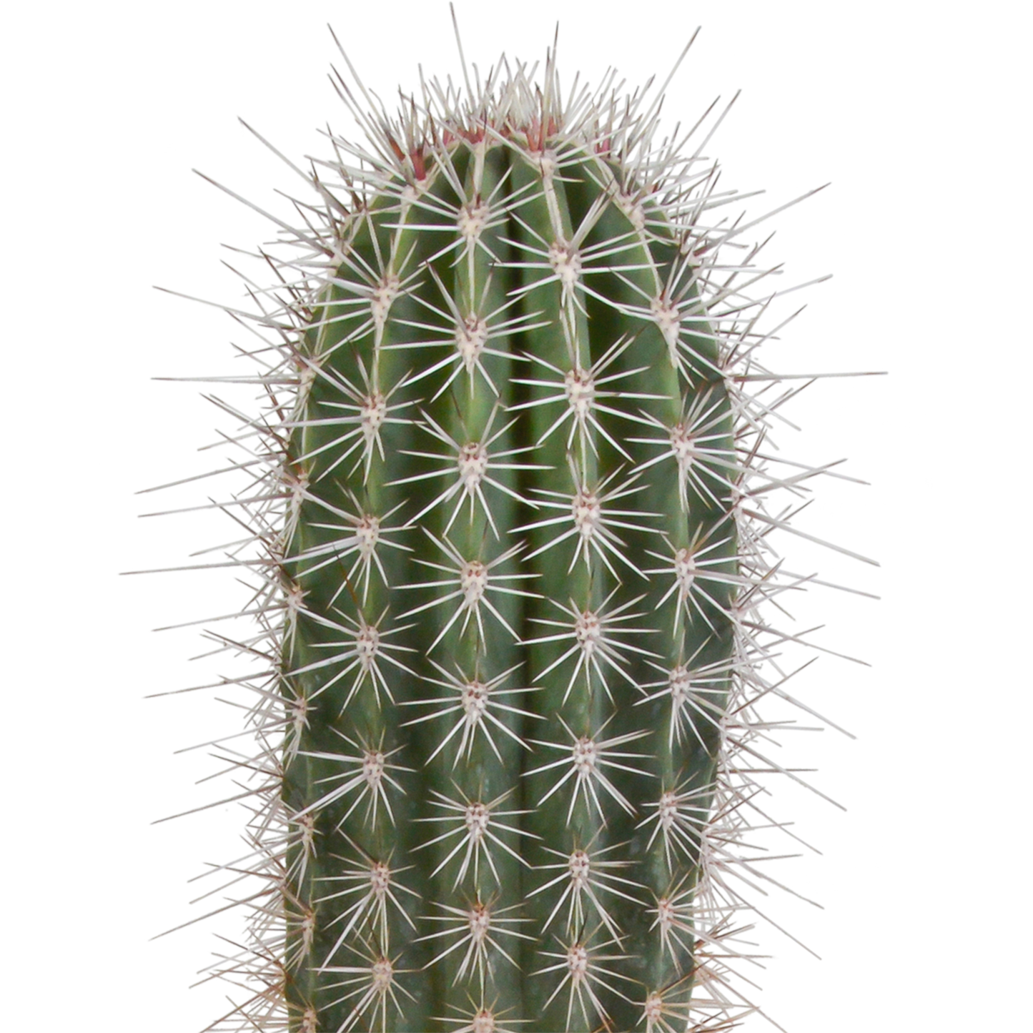 Pachycereus pringlei - Säulenkaktus 17 cm ohne Topf