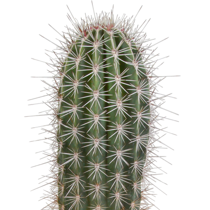 Pachycereus pringlei - Säulenkaktus 17 cm ohne Topf