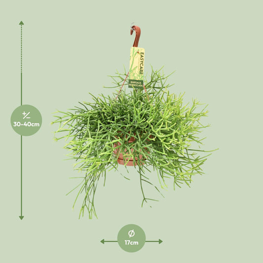 Rhipsalis Heteroclada – Pflegeleichte hängende Zimmerpflanze