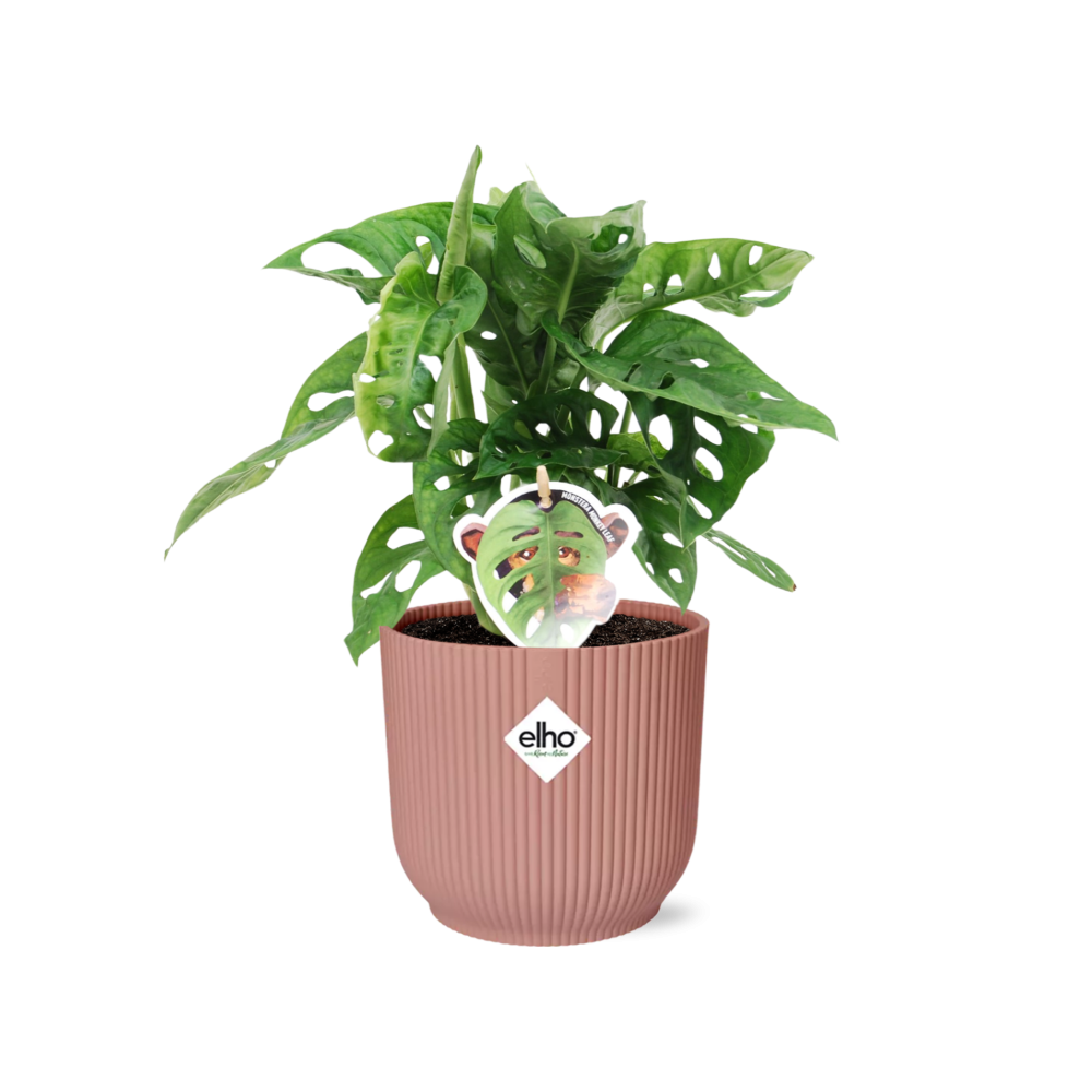 Monstera ‘Monkey Leaf’ in ELHO Vibes Fold 14cm Rosa