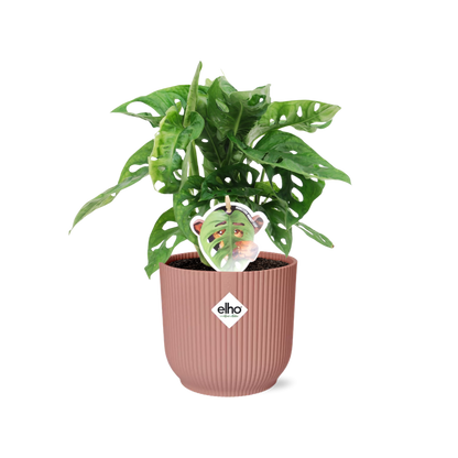 Monstera ‘Monkey Leaf’ in ELHO Vibes Fold 14cm Rosa