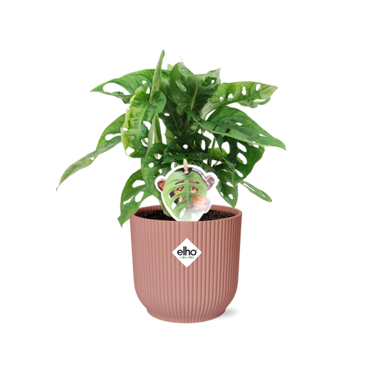 Monstera ‘Monkey Leaf’ in ELHO Vibes Fold 14cm Rosa