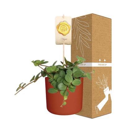 Peperomia ‘Hope’ in ELHO b.for soft rond 14cm brique