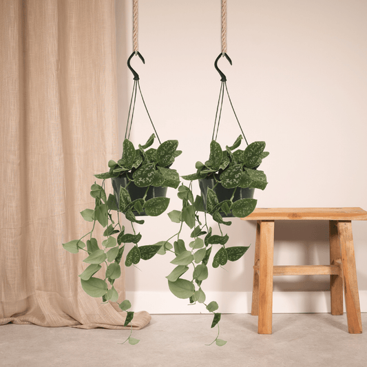 Scindapsus Pictus 2er Set Ø15 cm – Pflegeleichte Kletterpflanze