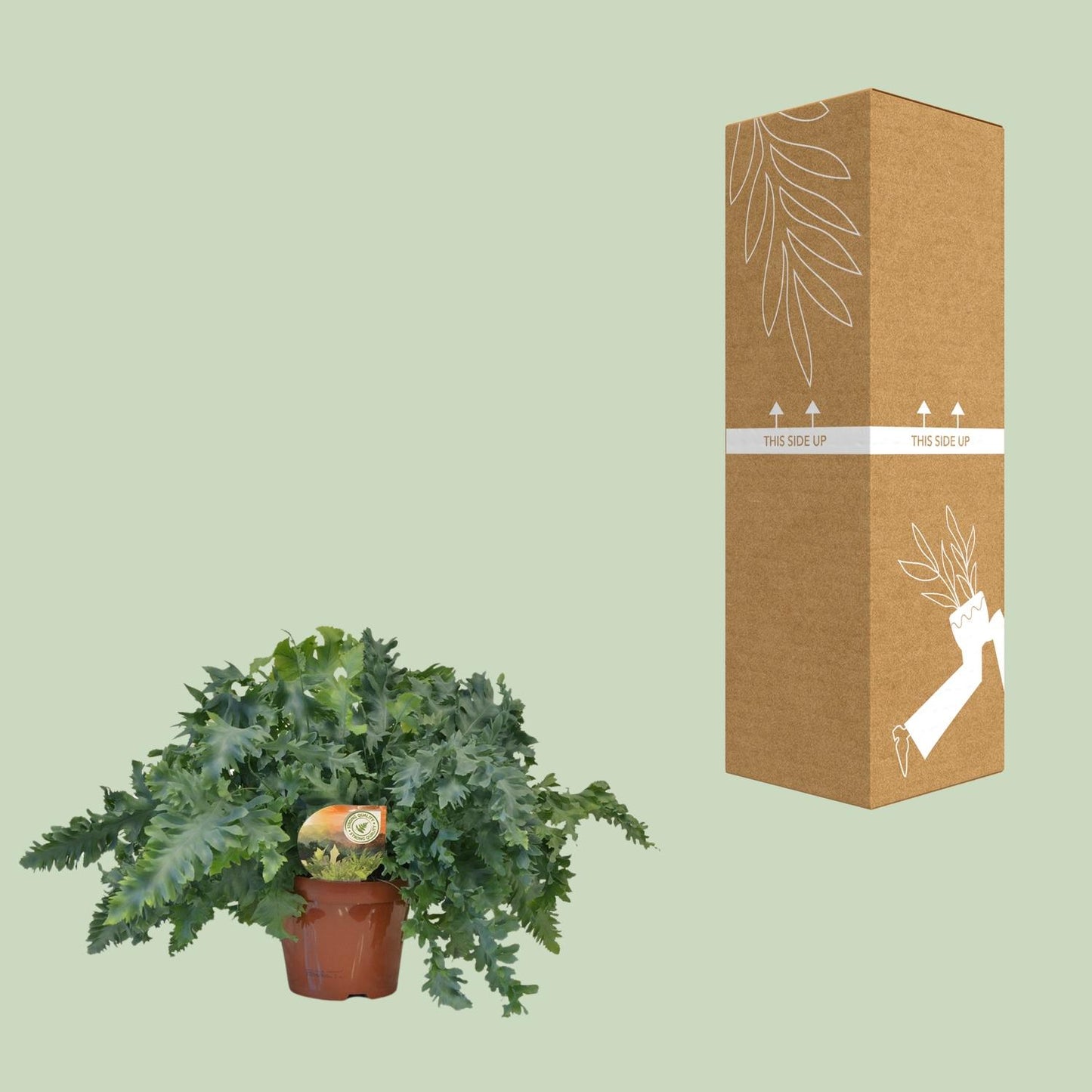 Phlebodium Davana – Goldener Dornfarn Ø19 cm