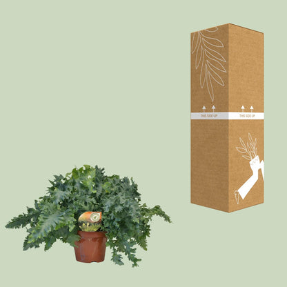 Phlebodium Davana – Goldener Dornfarn Ø19 cm