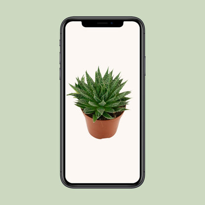 Gras-Aloe Ø12cm – Robuste und pflegeleichte Zimmerpflanze