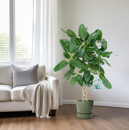 Ficus Altissima Ø27cm – Luftreinigende & Pflegeleichte Zimmerpflanze