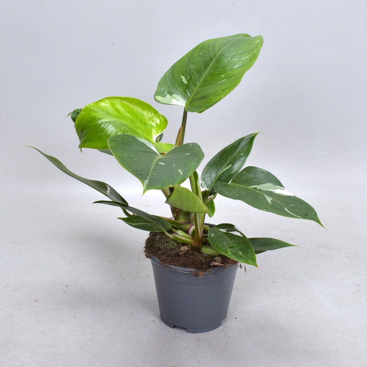 Philodendron White Princess – Trendige, pflegeleichte Zimmerpflanze