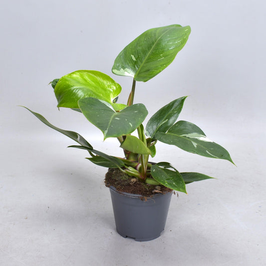 Philodendron White Princess – Trendige, pflegeleichte Zimmerpflanze