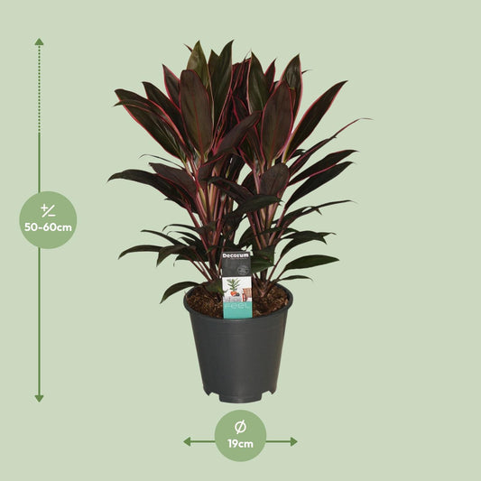 Cordyline Rumba – Exotische, pflegeleichte Zimmerpflanze Ø19cm