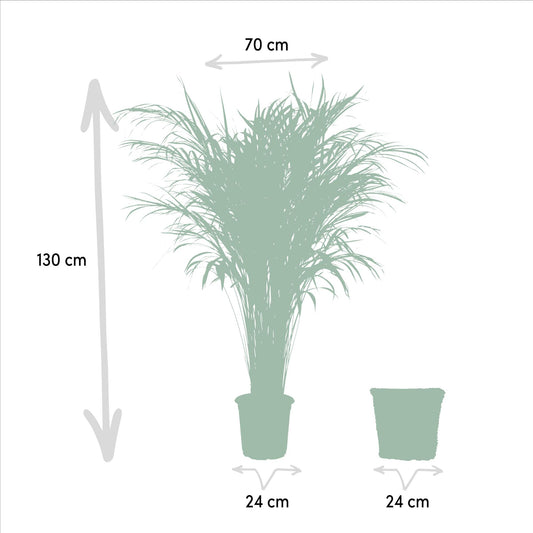 Areca-Palme mit Korb – 130 cm – pflegeleicht & luftreinigend