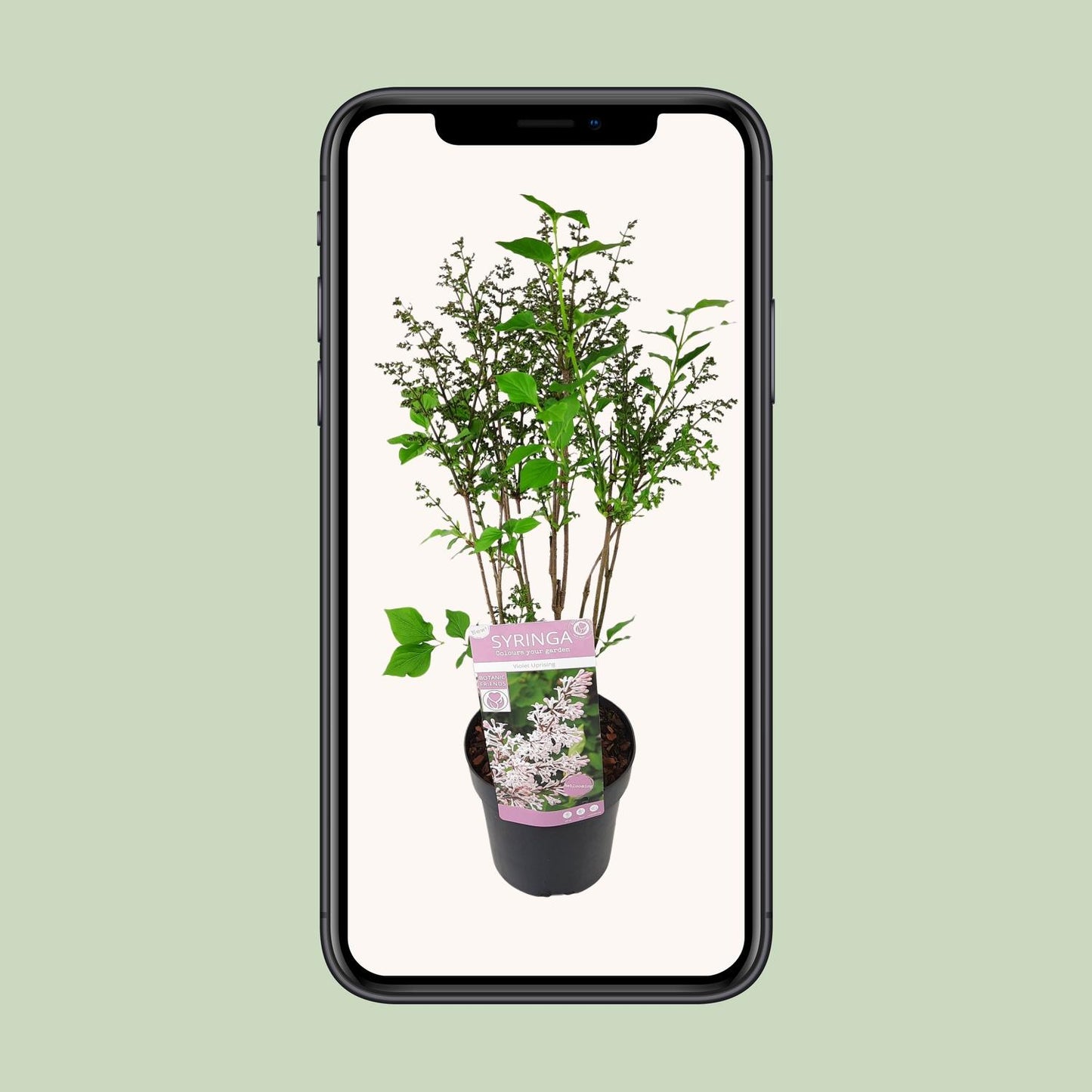 Gewöhnlicher Flieder 'Violet Uprising' Ø19cm, ca. 50cm hoch