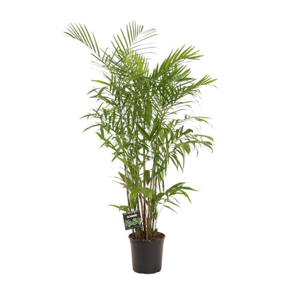 Zwergbergpalme – Pflegeleichte Zimmerpflanze 160 cm