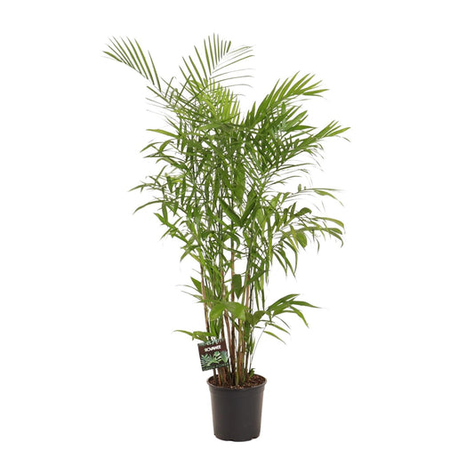Zwergbergpalme – Pflegeleichte Zimmerpflanze 160 cm