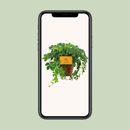 Parthenocissus Striata – Pflegeleichte Jungfernrebe Ø12cm